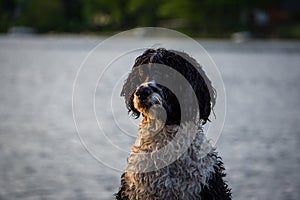 Portuguese Water Dog