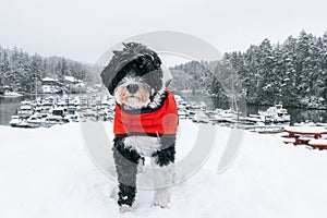Pes nošení srst v zimě 