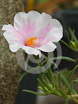 Portulaca