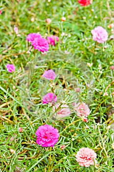 Portulaca