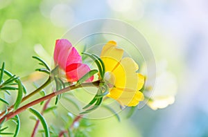 Portulaca colorful flowers in the garden. Close-up