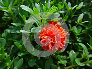 Portulaca flower