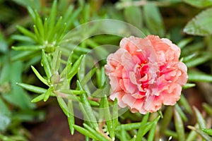 Portulaca flower