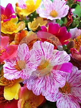 Portulaca flower background