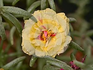 Portulaca flower close up