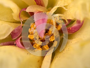 Portulaca flower close up