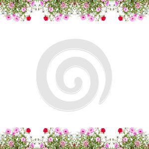 Portulaca flower frame