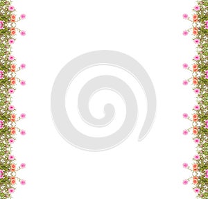 Portulaca flower frame