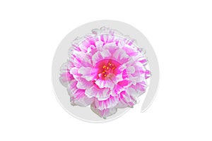 Portulaca flower isolated