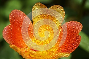 Portulaca flower with water drop