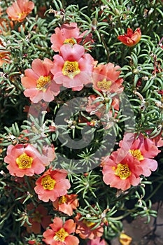 Portulaca Flowers