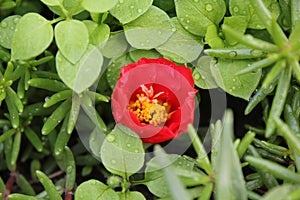 Portulaca flowers background in the garden