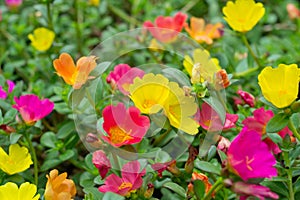Portulaca flowers