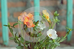 Portulaca flowers