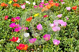 Portulaca flowers