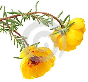 Portulaca Grandiflora