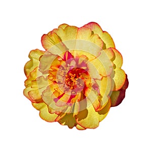 Portulaca grandiflora