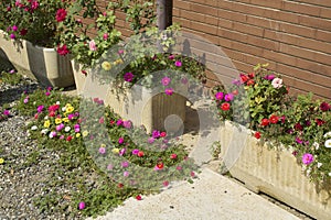 Portulaca grandiflora colorful flowers