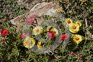 Portulaca grandiflora colorful flowers