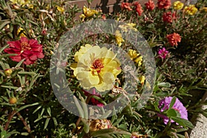 Portulaca grandiflora colorful flowers