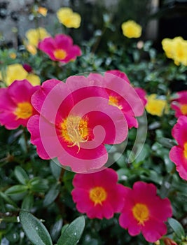 Portulaca grandiflora is commonly called Rose Purslane or rose mose photo