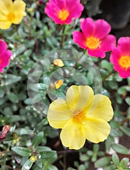 Portulaca grandiflora is commonly called Rose Purslane or rose mose? photo