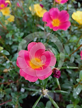 Portulaca grandiflora is commonly called Rose Purslane or rose mose? photo