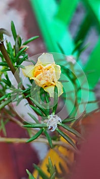 Portulaca grandiflora is easy to grow and can thrive in full sun and well-drained soils that are dry to moderately moist. photo