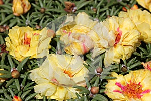 Portulaca grandiflora 'Flore Pleno' photo