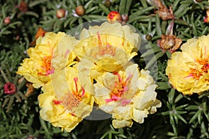 Portulaca grandiflora 'Flore Pleno' photo