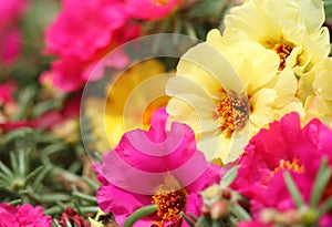 Portulaca grandiflora flower