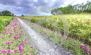 Portulaca grandiflora flower blooming on roadside land