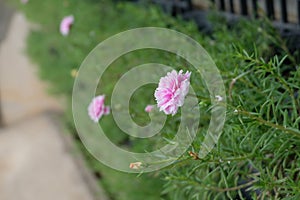 Portulaca Grandiflora flower colorful flowers garden blooming in black plastic pots hanging