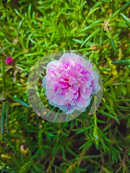 Portulaca grandiflora or moss rose