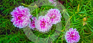 Portulaca grandiflora or moss rose
