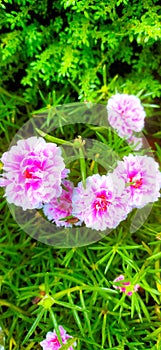 Portulaca grandiflora or moss rose