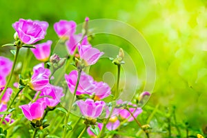 Portulaca grandiflora (Moss-rose Purslane or Moss-rose), Family