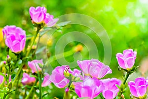 Portulaca grandiflora (Moss-rose Purslane or Moss-rose), Family