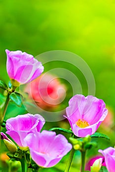 Portulaca grandiflora (Moss-rose Purslane or Moss-rose), Family