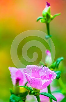 Portulaca grandiflora (Moss-rose Purslane or Moss-rose), Family