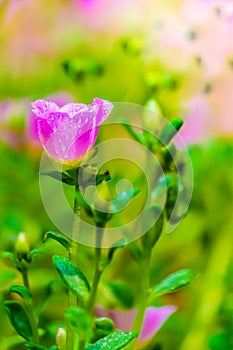 Portulaca grandiflora (Moss-rose Purslane or Moss-rose), Family