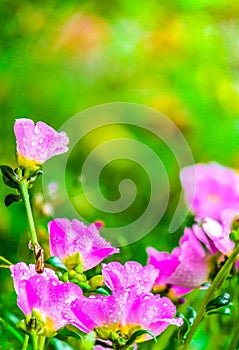 Portulaca grandiflora (Moss-rose Purslane or Moss-rose), Family