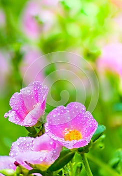 Portulaca grandiflora (Moss-rose Purslane or Moss-rose), Family