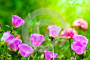 Portulaca grandiflora (Moss-rose Purslane or Moss-rose), Family