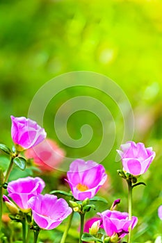 Portulaca grandiflora (Moss-rose Purslane or Moss-rose), Family