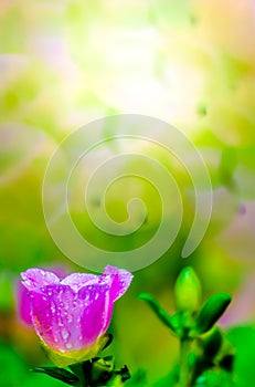 Portulaca grandiflora (Moss-rose Purslane or Moss-rose), Family