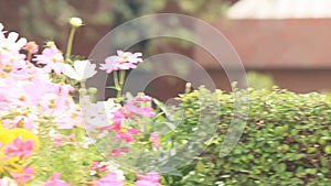 Portulaca grandiflora (Moss-rose Purslane or Moss-rose), Family