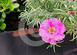 Portulaca grandiflora pink flower photo