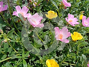 Portulaca grandiflora, rose moss, eleven o\'clock, Mexican rose, moss rose, sun rose, rock rose, and moss-rose purslane.