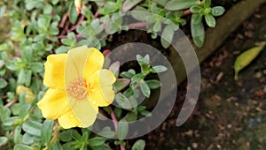 Portulaca grandiflora is a succulent flowering plant in the family Portulacaceae. It has many common names, including rose moss